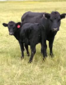2 Dexter cow&calf pairs