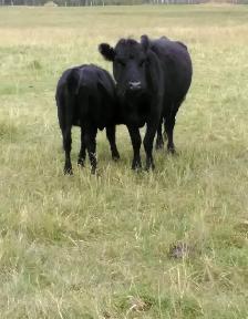 2 Dexter cow&calf pairs - Photo 2
