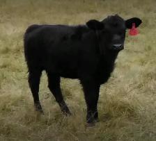 2 Dexter cow&calf pairs - Photo 3