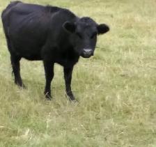 2 Dexter cow&calf pairs - Photo 4