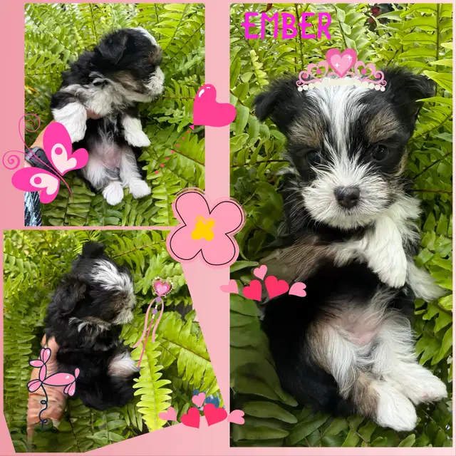 Yorkshire Terrier Puppies