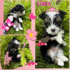 Yorkshire Terrier Puppies