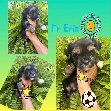 Yorkshire Terrier Puppies - Photo 2