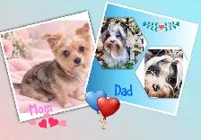 Yorkshire Terrier Puppies - Photo 3
