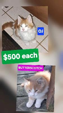 Maine coon kittens