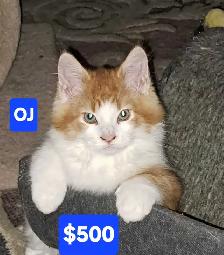 Maine coon kittens - Photo 2