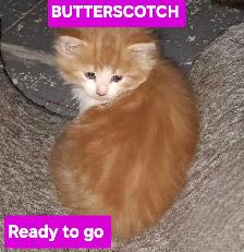 Maine coon kittens - Photo 3