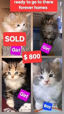 Maine coon kittens - Photo 4
