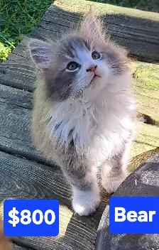 Maine coon kittens - Photo 5