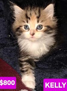 Maine coon kittens - Photo 6
