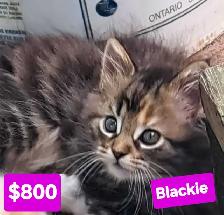 Maine coon kittens - Photo 7