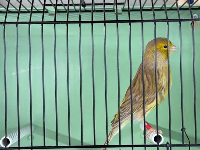 Young male canary
