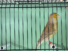 Young male canary