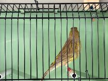 Young male canary - Photo 2