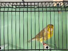 Young male canary - Photo 3