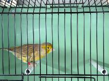Young male canary - Photo 4