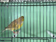Young male canary - Photo 5