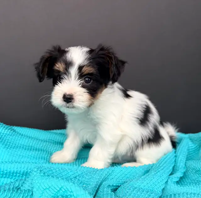 Small breed puppies