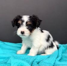 Small breed puppies