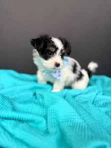 Small breed puppies - Photo 2