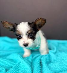 Small breed puppies - Photo 3