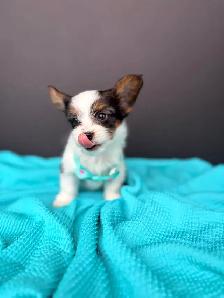 Small breed puppies - Photo 4