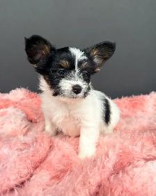Small breed puppies - Photo 5