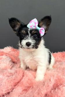 Small breed puppies - Photo 6