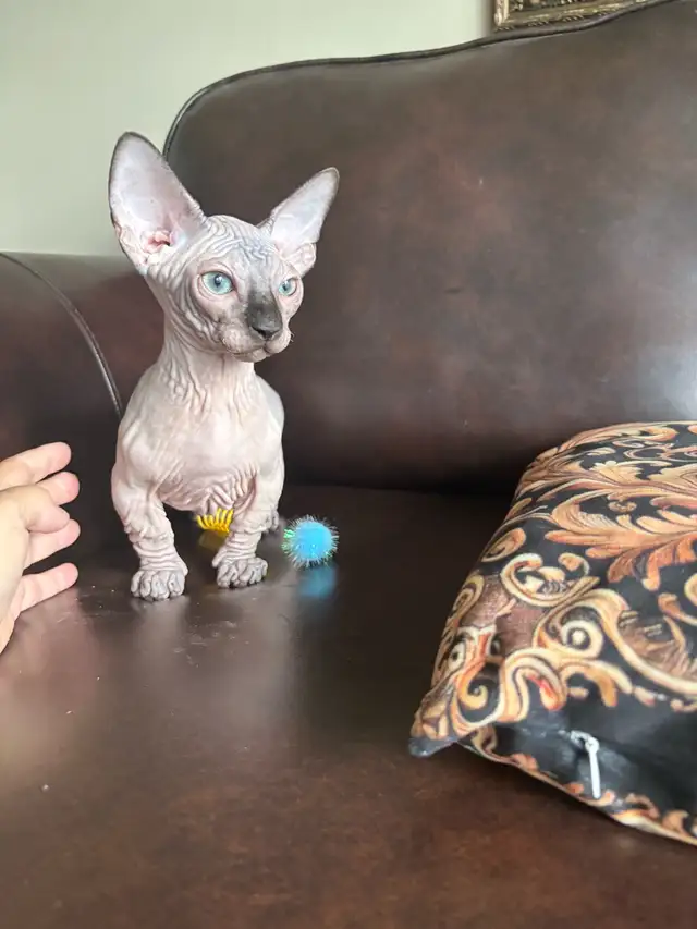 Bambino sphynx et Elf stérilisés prêt à partir