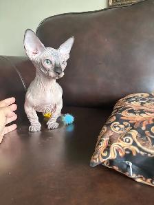 Bambino sphynx et Elf stérilisés prêt à partir