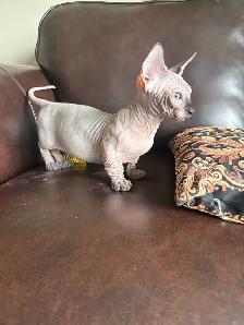 Bambino sphynx et Elf stérilisés prêt à partir - Photo 2