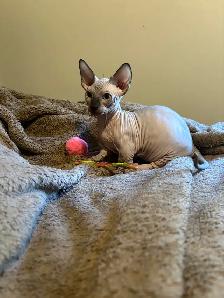 Bambino sphynx et Elf stérilisés prêt à partir - Photo 3