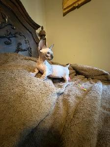 Bambino sphynx et Elf stérilisés prêt à partir - Photo 4