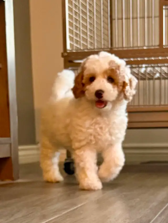 Gorgeous Mini Golden Doodles