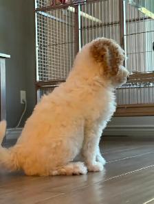 Gorgeous Mini Golden Doodles - Photo 2