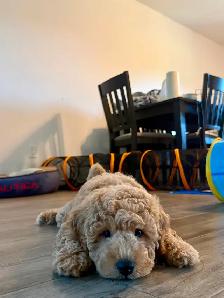 Gorgeous Mini Golden Doodles - Photo 3