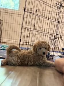 Gorgeous Mini Golden Doodles - Photo 4