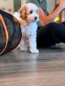 Gorgeous Mini Golden Doodles - Photo 5