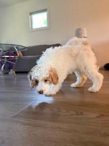 Gorgeous Mini Golden Doodles - Photo 6