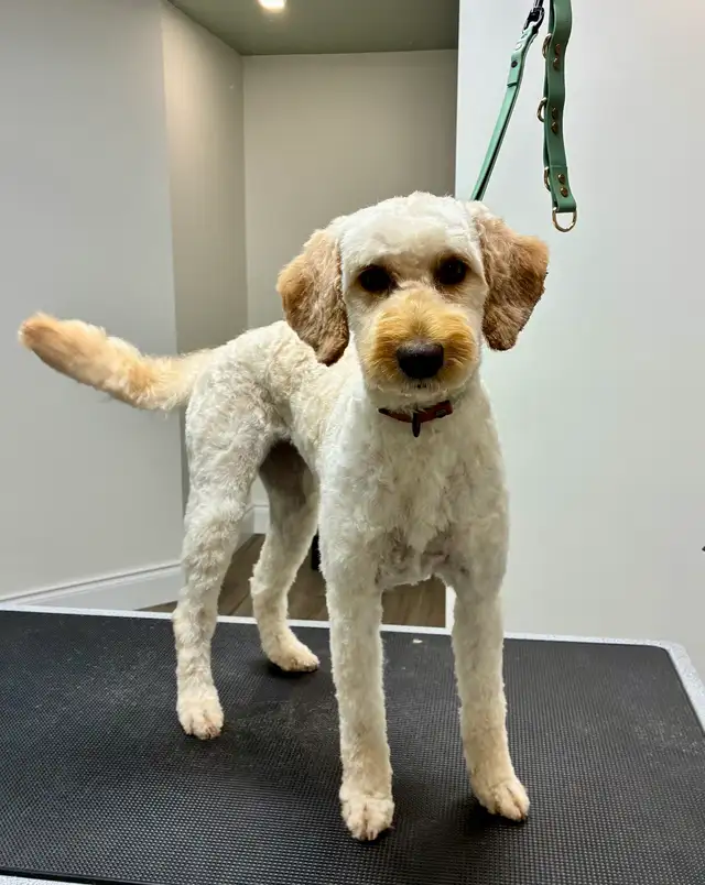 Dog Grooming