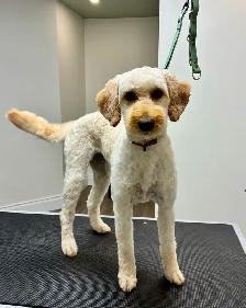 Dog Grooming