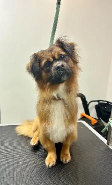 Dog Grooming - Photo 2