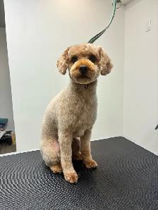 Dog Grooming - Photo 3