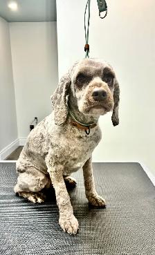 Dog Grooming - Photo 4