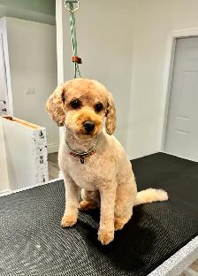 Dog Grooming - Photo 5
