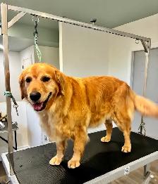 Dog Grooming - Photo 6