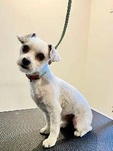 Dog Grooming - Photo 7