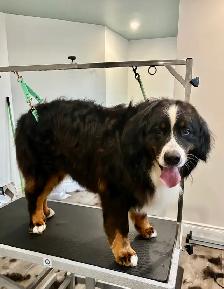 Dog Grooming - Photo 8