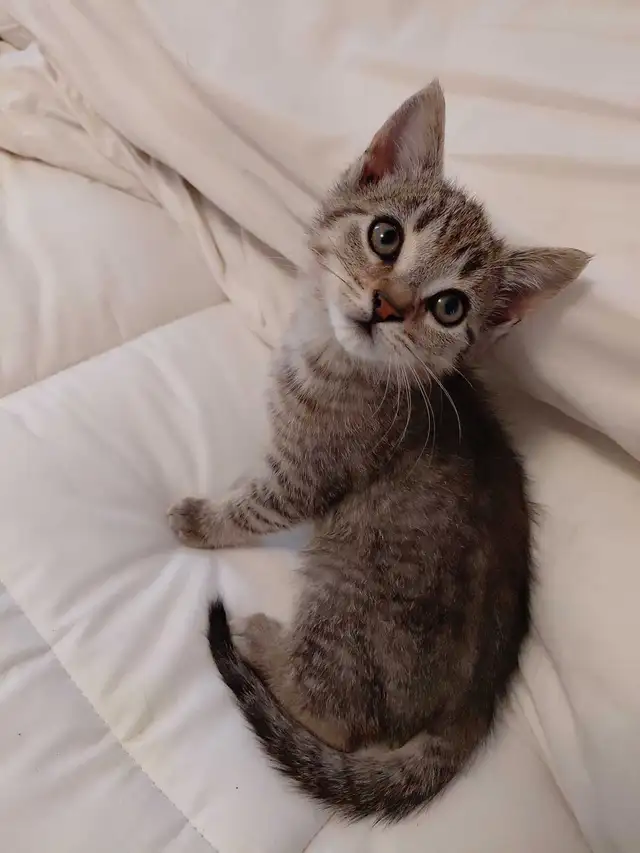 Beautiful Bengall Kittens -Ready Now!