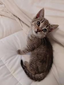 Beautiful Bengall Kittens -Ready Now!